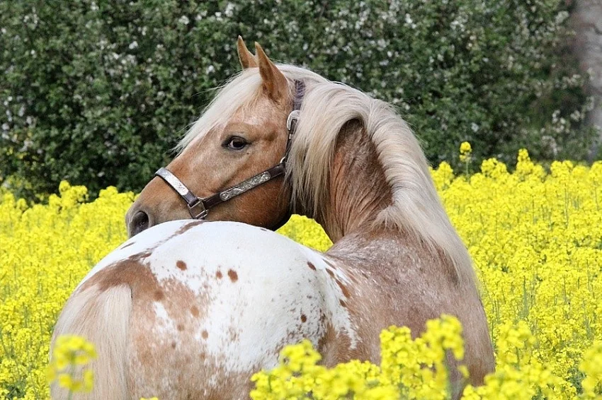 APPALOOSA -PALOMINO-připouštění
