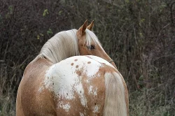 APPALOOSA -PALOMINO-připouštění