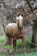 APPALOOSA -PALOMINO-připouštění