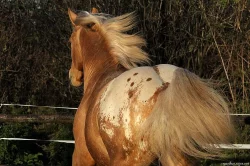 APPALOOSA -PALOMINO-připouštění