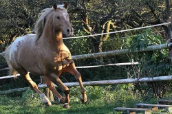 APPALOOSA -PALOMINO-připouštění