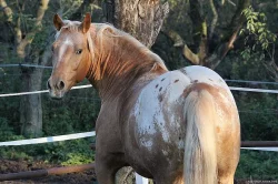 APPALOOSA -PALOMINO-připouštění