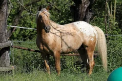 APPALOOSA -PALOMINO-připouštění
