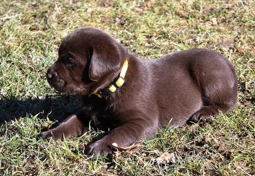 Štěňata labradorského retrievera