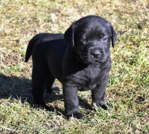 Štěňata labradorského retrievera