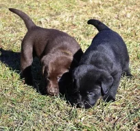 Štěňata labradorského retrievera