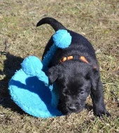 Štěňata labradorského retrievera