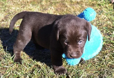 Štěňata labradorského retrievera