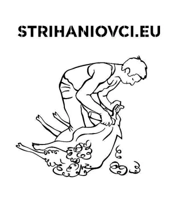 Stříhání ovcí