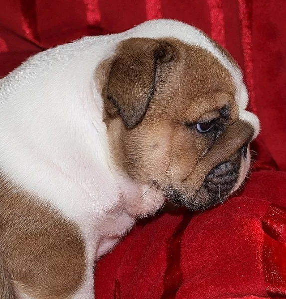 Anglický buldok, English Bulldog, buldog