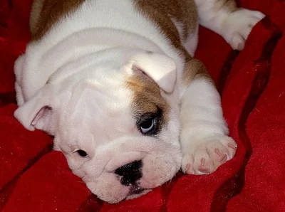 Anglický buldok, English Bulldog, buldog