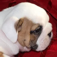 Anglický buldok, English Bulldog, buldog