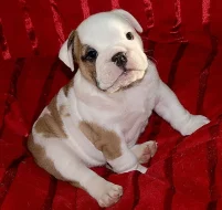 Anglický buldok, English Bulldog, buldog
