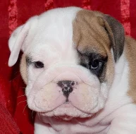 Anglický buldok, English Bulldog, buldog