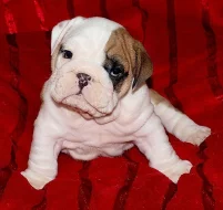 Anglický buldok, English Bulldog, buldog