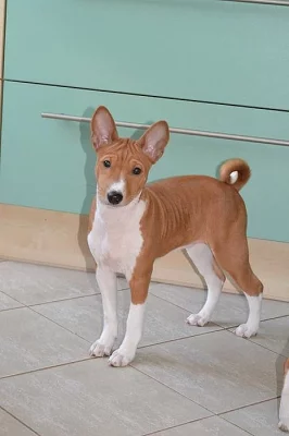 Basenji štěňátko