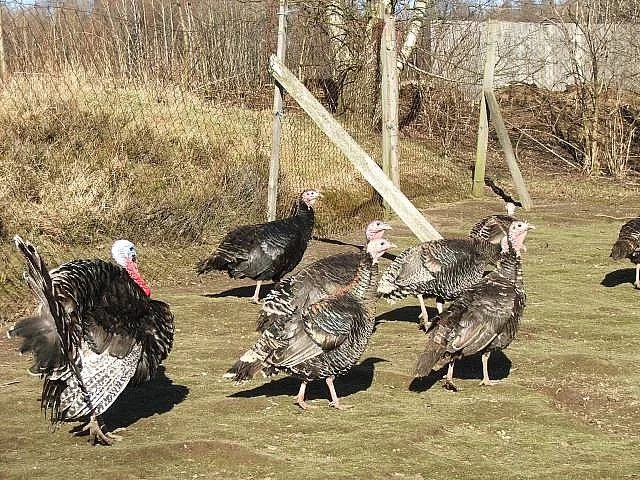 Líheň čistokrevné drůbeže z renomovaných chovů