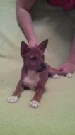 Štěňata Basenji