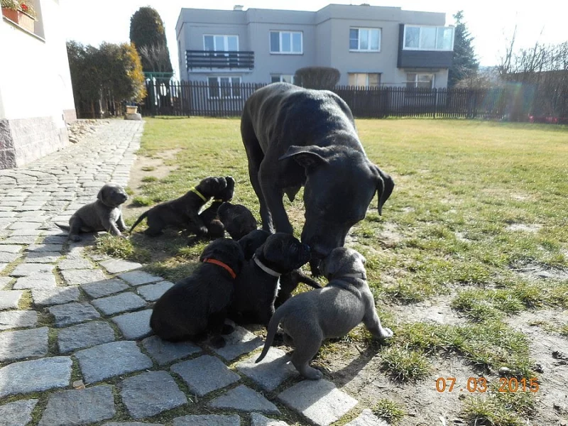 Prodej štěňat  - Bandog