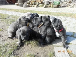 Prodej štěňat  - Bandog