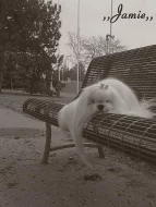 Maltézáček s rodokmenem