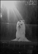 Maltézáček s rodokmenem