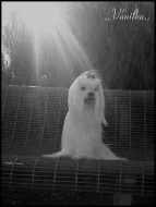 Maltézáček s rodokmenem