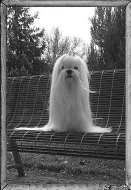 Maltézáček s rodokmenem