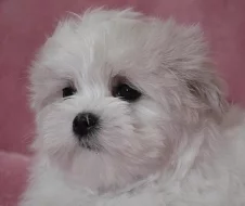 Maltézáček s rodokmenem