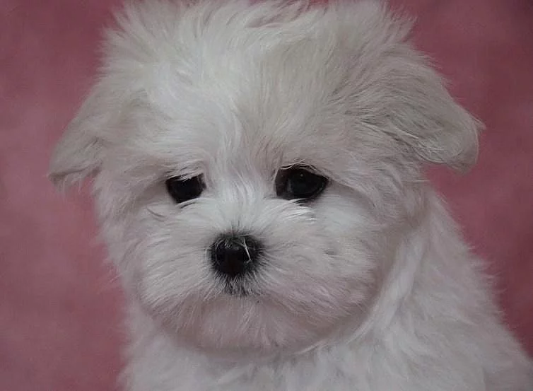 Maltézáček s rodokmenem