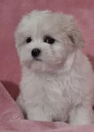 Maltézáček s rodokmenem