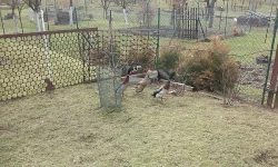 Prodám kachny indických běžců