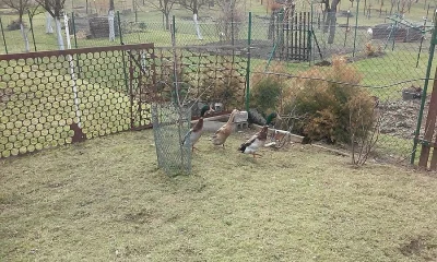 Prodám kachny indických běžců