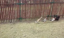 Prodám kachny indických běžců