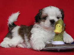 Shih-tzu, ši-tzu štěňátka s PP