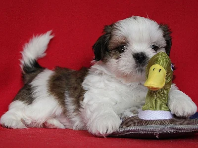 Shih-tzu, ši-tzu štěňátka s PP