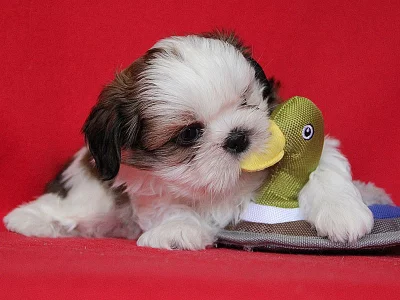 Shih-tzu, ši-tzu štěňátka s PP