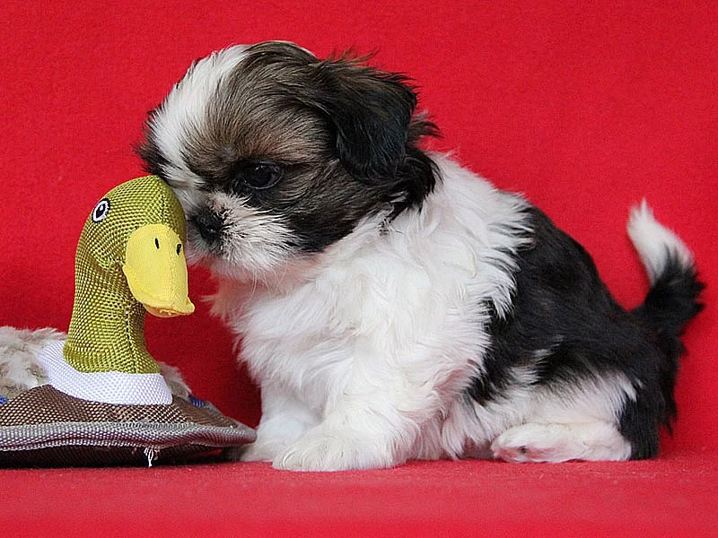 Shih-tzu, ši-tzu štěňátka s PP