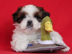 Shih-tzu, ši-tzu štěňátka s PP