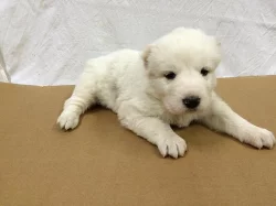 Středoasijský pastevecký pes