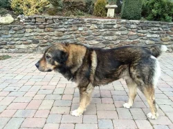 Středoasijský pastevecký pes