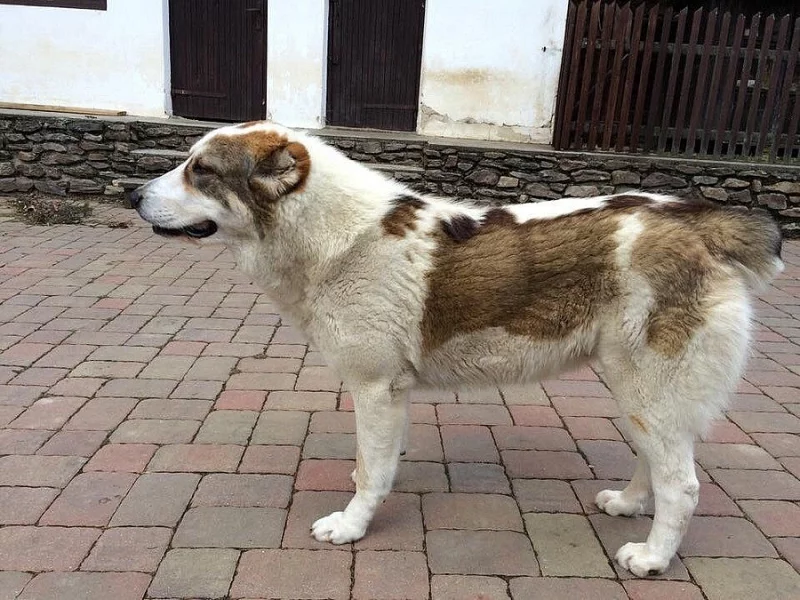 Středoasijský pastevecký pes