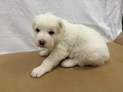 Středoasijský pastevecký pes