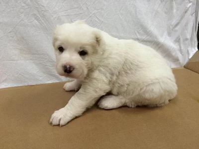 Středoasijský pastevecký pes