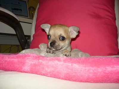 Čivava kr. fenka  bez PP