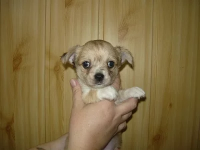 Čivava dl. fenka  bez PP