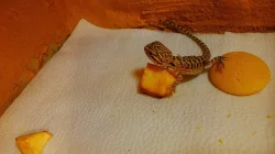 Agama vousatá - rezervace mláďat