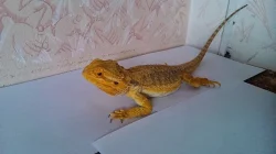 Agama vousatá - rezervace mláďat