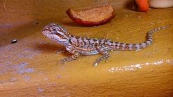 Agama vousatá - rezervace mláďat