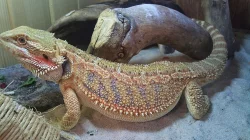 Agama vousatá - rezervace mláďat